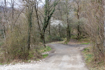 Obraz premium Spring on the forest roads of the Caucasus.