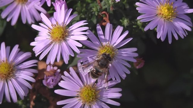 A bee eats nectar from flowers slowly and much