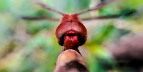 dragonfly red eyes 
