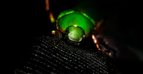 green  golden beetle scientific name- Chrysina lecontei