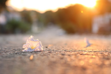 Flor en la calle al atardecer