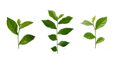 Tea leaves or green leaves that are isolated on a white background are used for designing or...