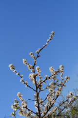 Blooming nanking cherry. Branches with white flowers against clear blue sky.