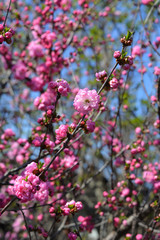 Beautiful pink flowers of Prunus triloba in springtime.