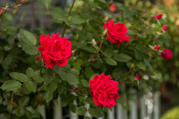 Three beautiful roses blooming in the garden