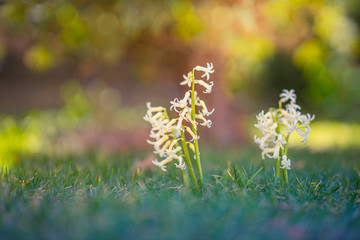 White spring flowers, blooming spring garden in meadow