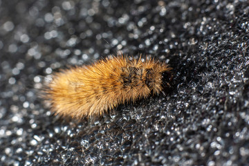 Caterpillar on a black background. Insect close up