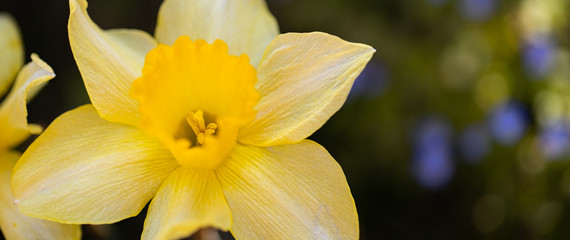 Bright and colorful flowers of daffodils on the background of the spring macro nature
