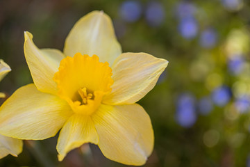 Fototapeta na wymiar Yellow daffodil flower closeup. Spring nature on blurred garden park background. Blooming spring nature, soft pastel colors 