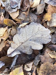 fallen autumn leaves