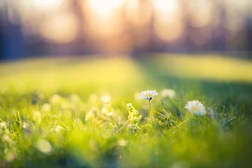 Foto op Canvas Beautiful nature closeup natural green blurred spring background, selective focus. Beautiful close up ecology nature landscape with flowers meadow. Dream nature background. © icemanphotos