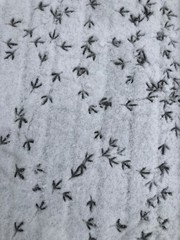 bird footprints on snow