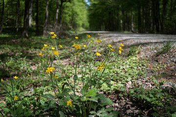 yellow flowers in the woods