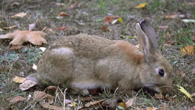 Hare eats grass in the meadow