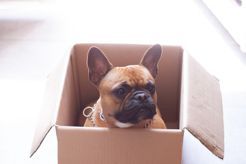 Puppy French Bulldog in a cardboard box