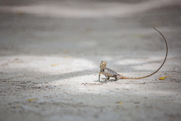 Gray lizard on a stone against the background of a green tropical leaf. Reptile close-up. Iguana, lizard, monitor lizard.
