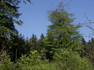 Laubwald im Frühling