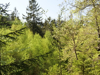 Laubwald im Frühling