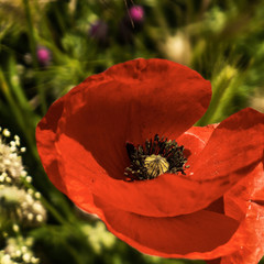 red poppy flower in field