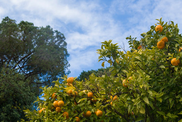 Fototapeta na wymiar The mandarins grow in a tree with green leaves against a blue sky. A citrus tree with orange fruits on it.