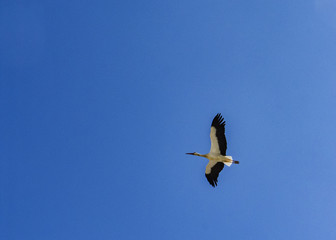 stork in the air