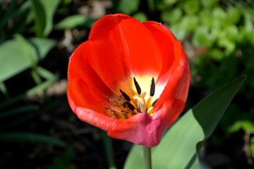 Tulip. Nice flower in early spring. The first flowers appear in spring season