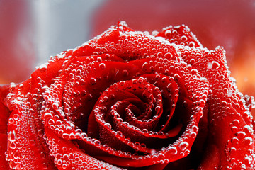 Red rose with dew drops on a red background. Preparation of postcards
