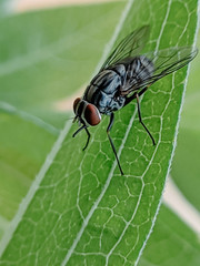 the fly pauses on the green leaves