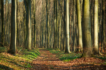 Hiking trail walkway in spring forest, nature background