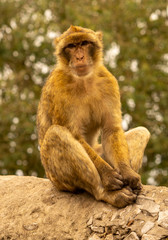 Monkeys on Gibraltar rock.