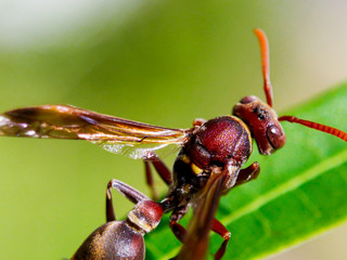 Insect ar bee above green leaves 