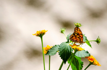 Primer plano de una colorida mariposa, posada en un ramillete de pequeñas flores anaranjadas en un ambiente natural