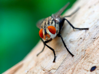 a fly was caught on camera in a tree branch