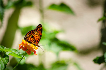 Fototapeta na wymiar Primer plano de una colorida mariposa, posada en un ramillete de pequeñas flores anaranjadas en un ambiente natural