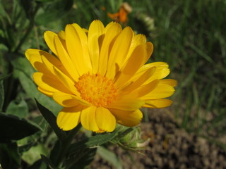 yellow flower in the garden. I took this phot from my garden it really shows the depth of the petals.