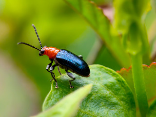 a small blue insect on green leaf