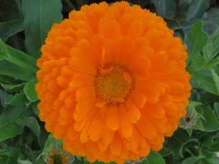 orange dahlia flower. This photo I took was in my garden it shows the vivid colors and the petals in detail.
