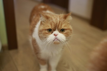 Portrait of a emotional angry  cat garfield