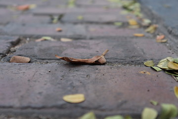 dead leaf on the ground