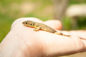 little  lizard closeup on the palm of a man