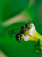 forest insects or bees take flower essence