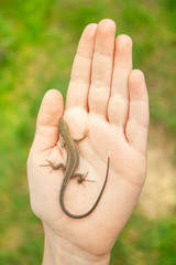a small gray lizard crawls on the palm of a person