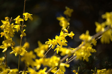 Forsythia flowers (Forsythia Vahl) in the garden.