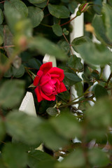 Beautiful red rose blooming on a white piket fence as seen through leaves above