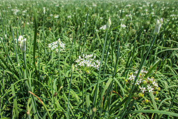 Chinese chive flowers / Chinese chive is a very nutritious green-yellow vegetable, with a lot of white flories in autumn to become beautiful hemispherical flowers .