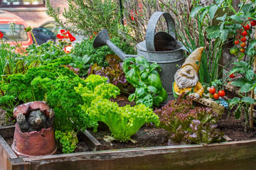 Garden gnome ornament figurine among different species of lettuce, herbs, tomatoes and greens in...