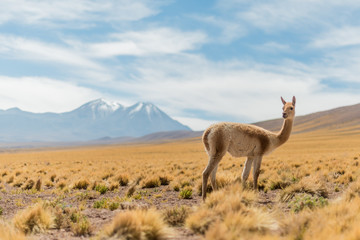 Vicuña in the mountains in Chile