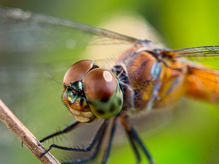 Macro lens dragonfky at forest 