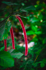 red and green leaves