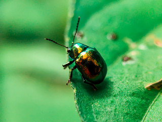 Dogbane beetle on green leaf background